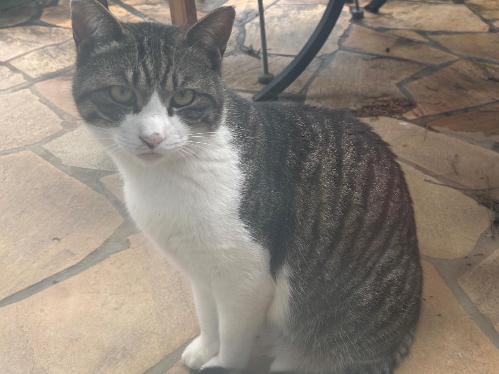 目撃された猫 目撃された猫