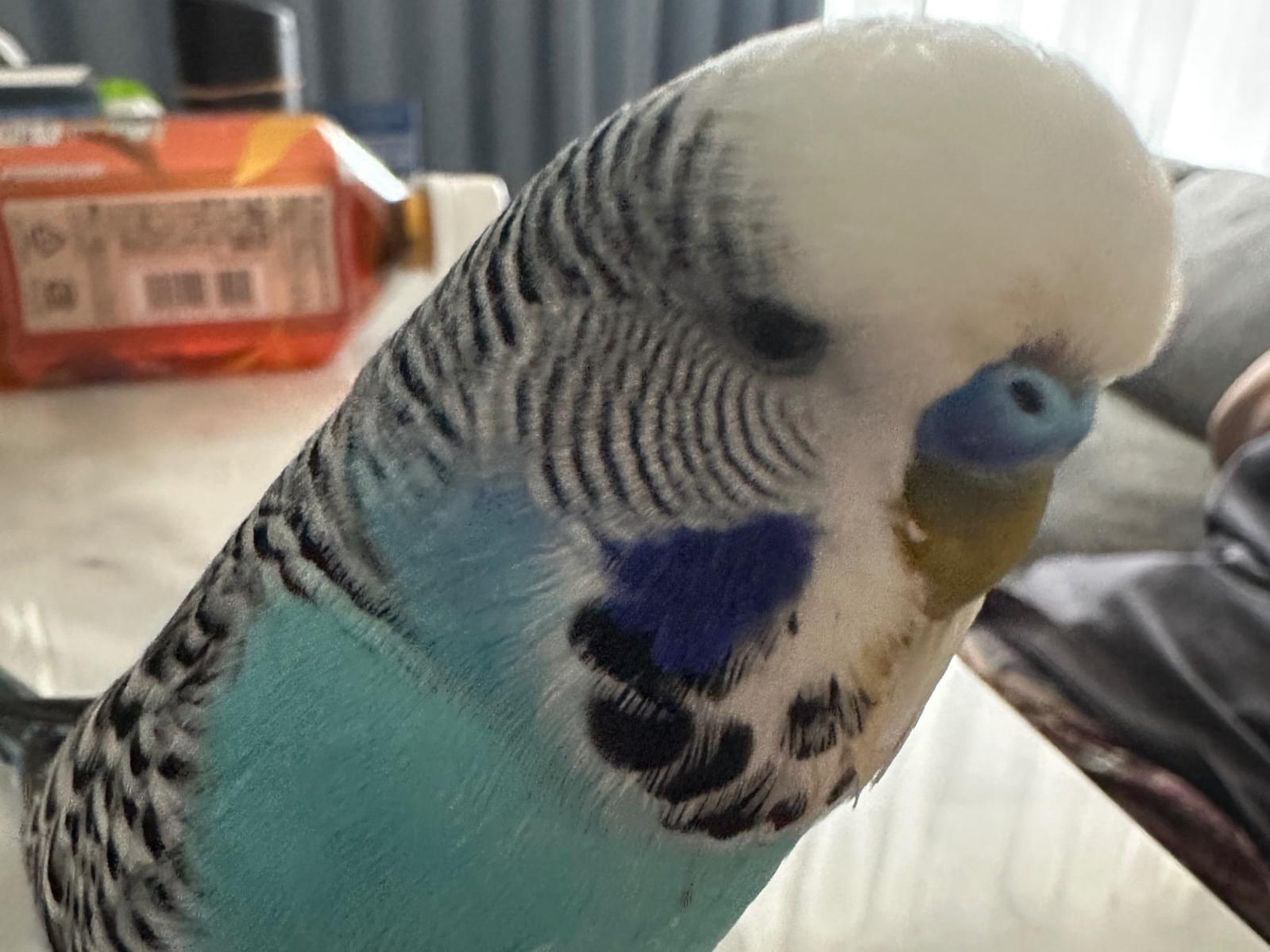 ふくちゃん