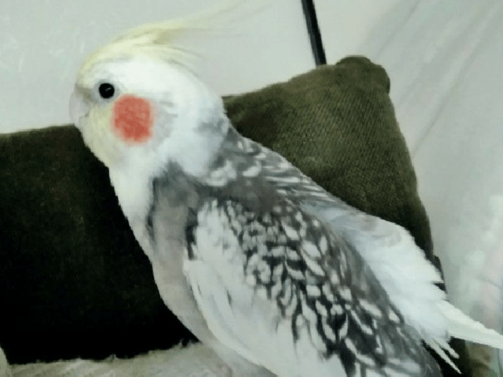 ぴーちゃん ぴーちゃん