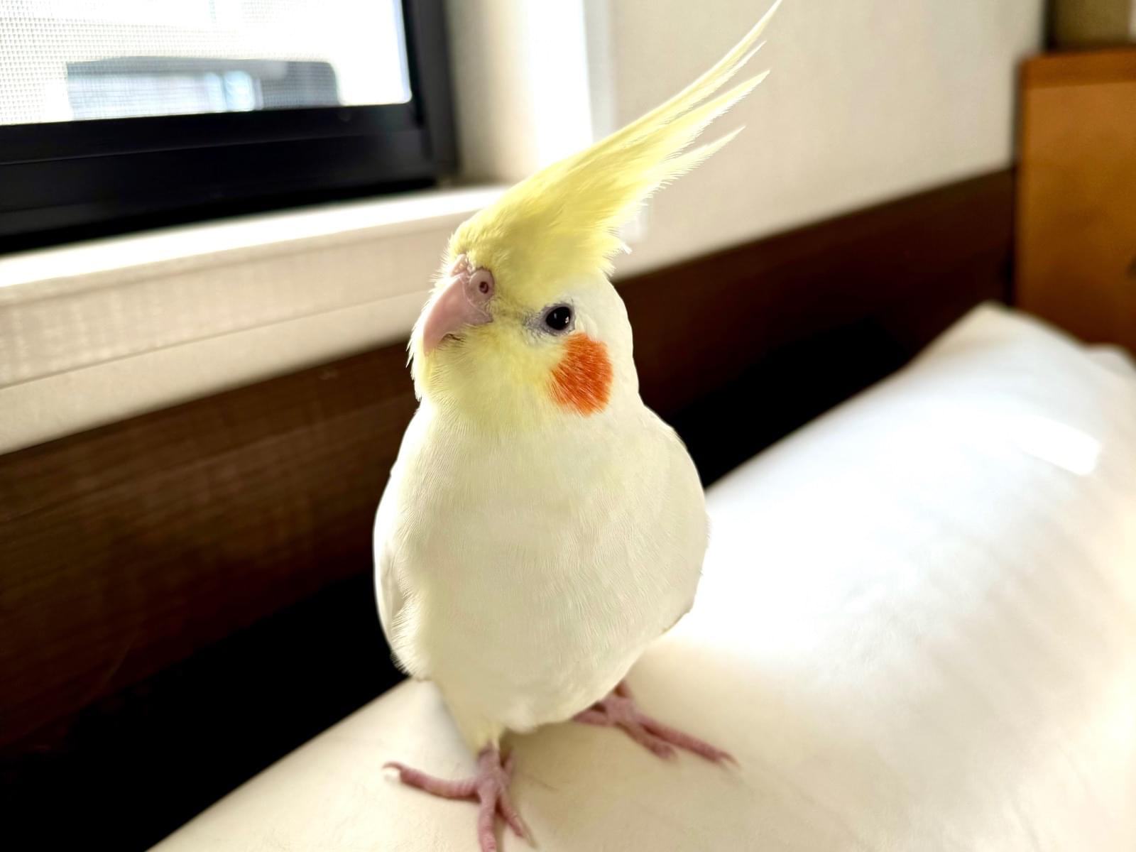 いくらちゃん いくらちゃん
