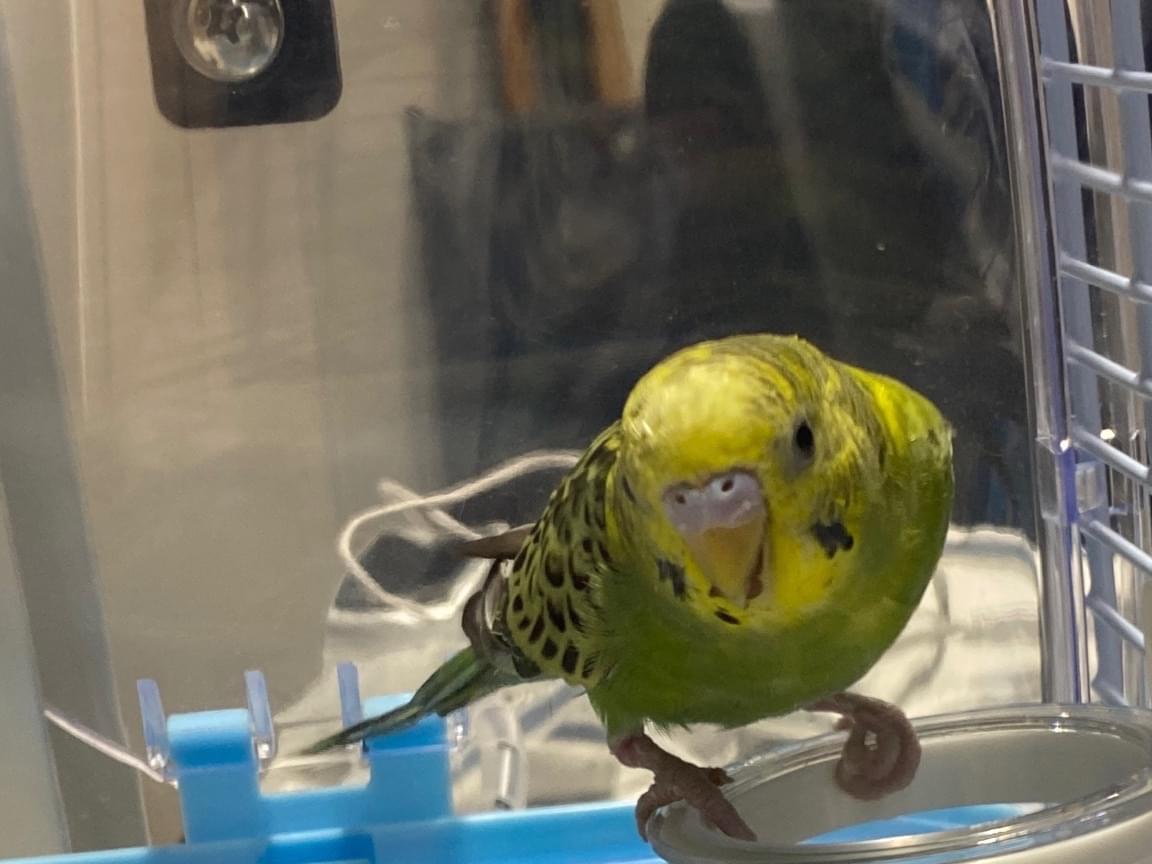 保護された鳥 保護された鳥