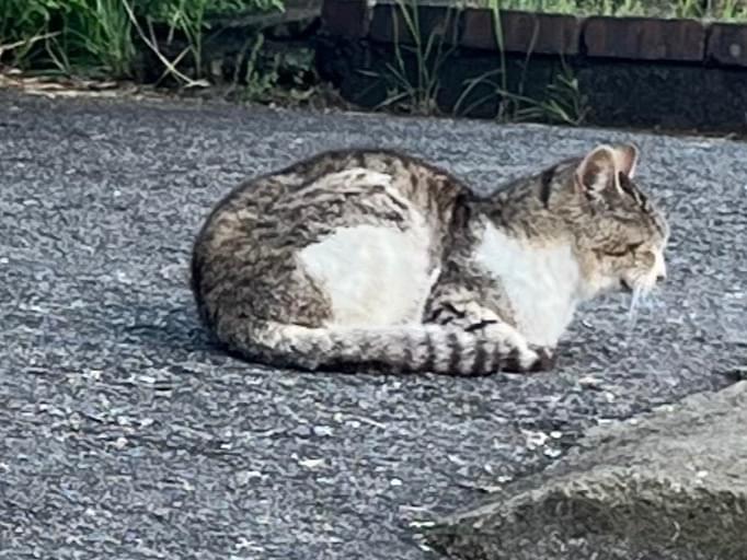 目撃された猫