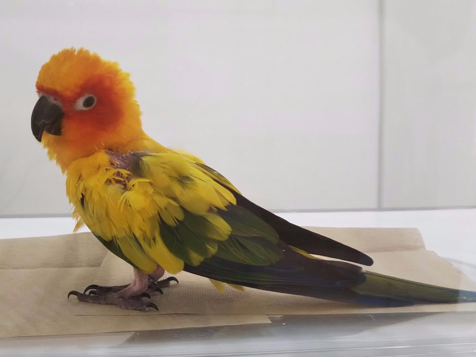 ひなたちゃん ひなたちゃん