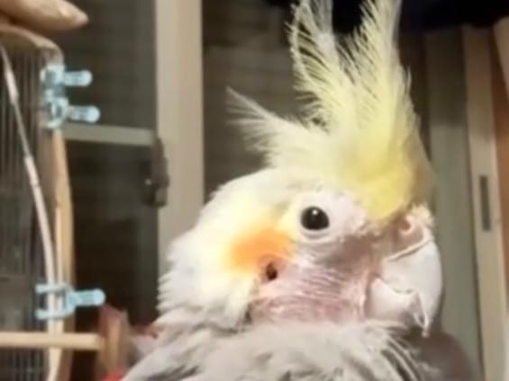 かりんちゃん かりんちゃん