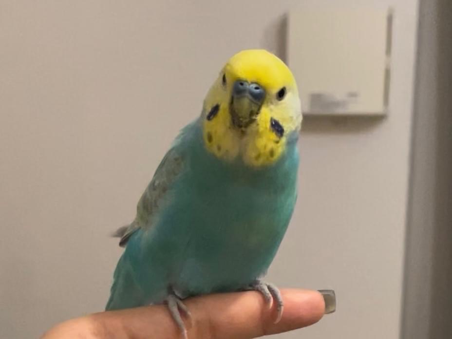 るんるんちゃん るんるんちゃん
