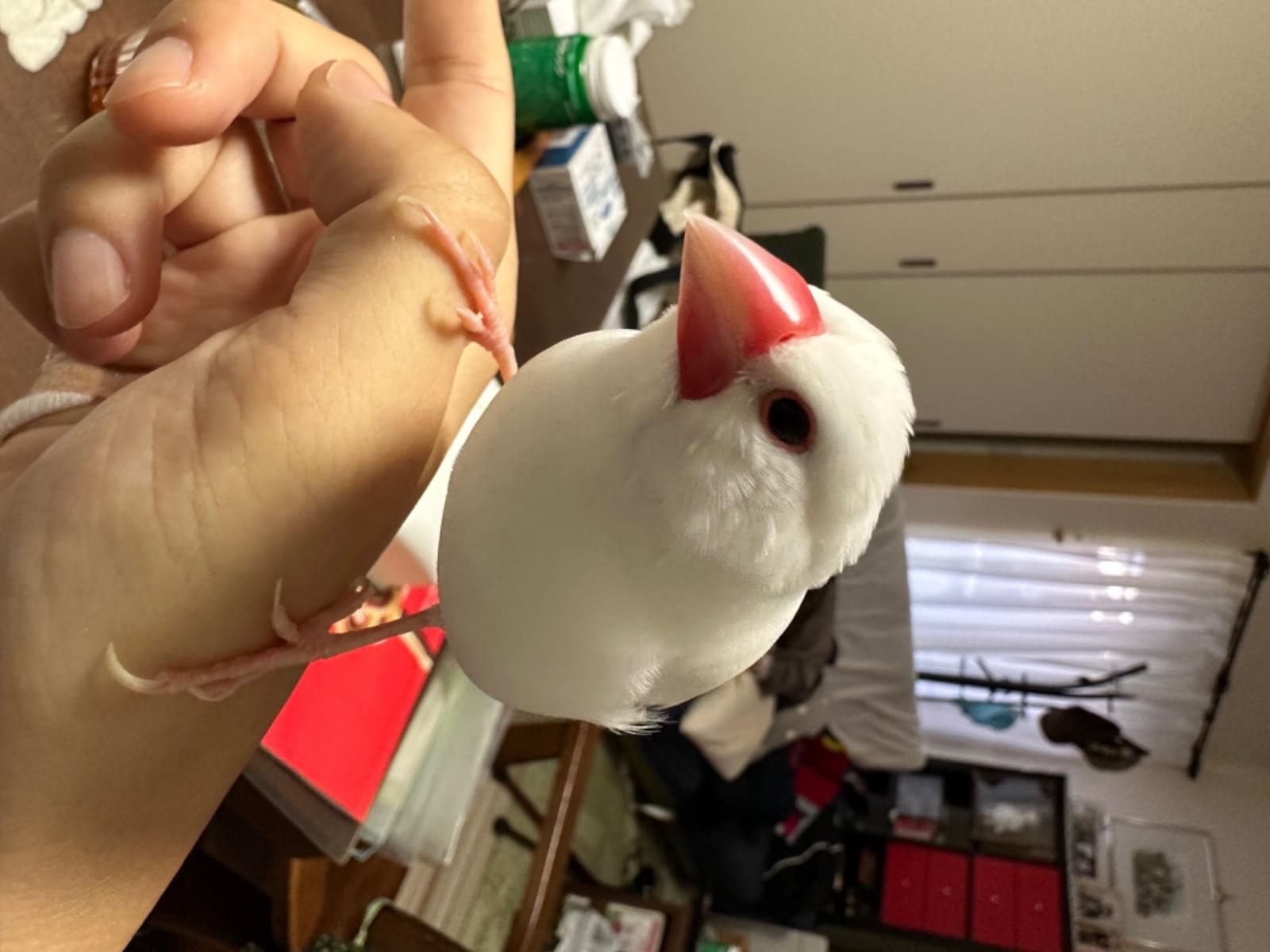 さくらちゃん さくらちゃん