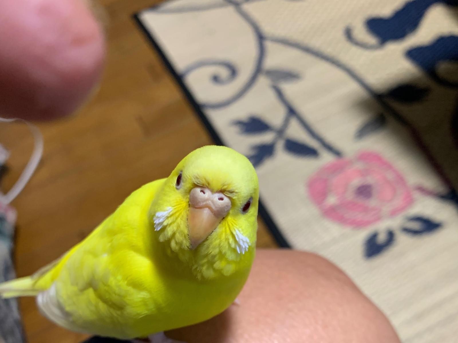 ぴーちゃん