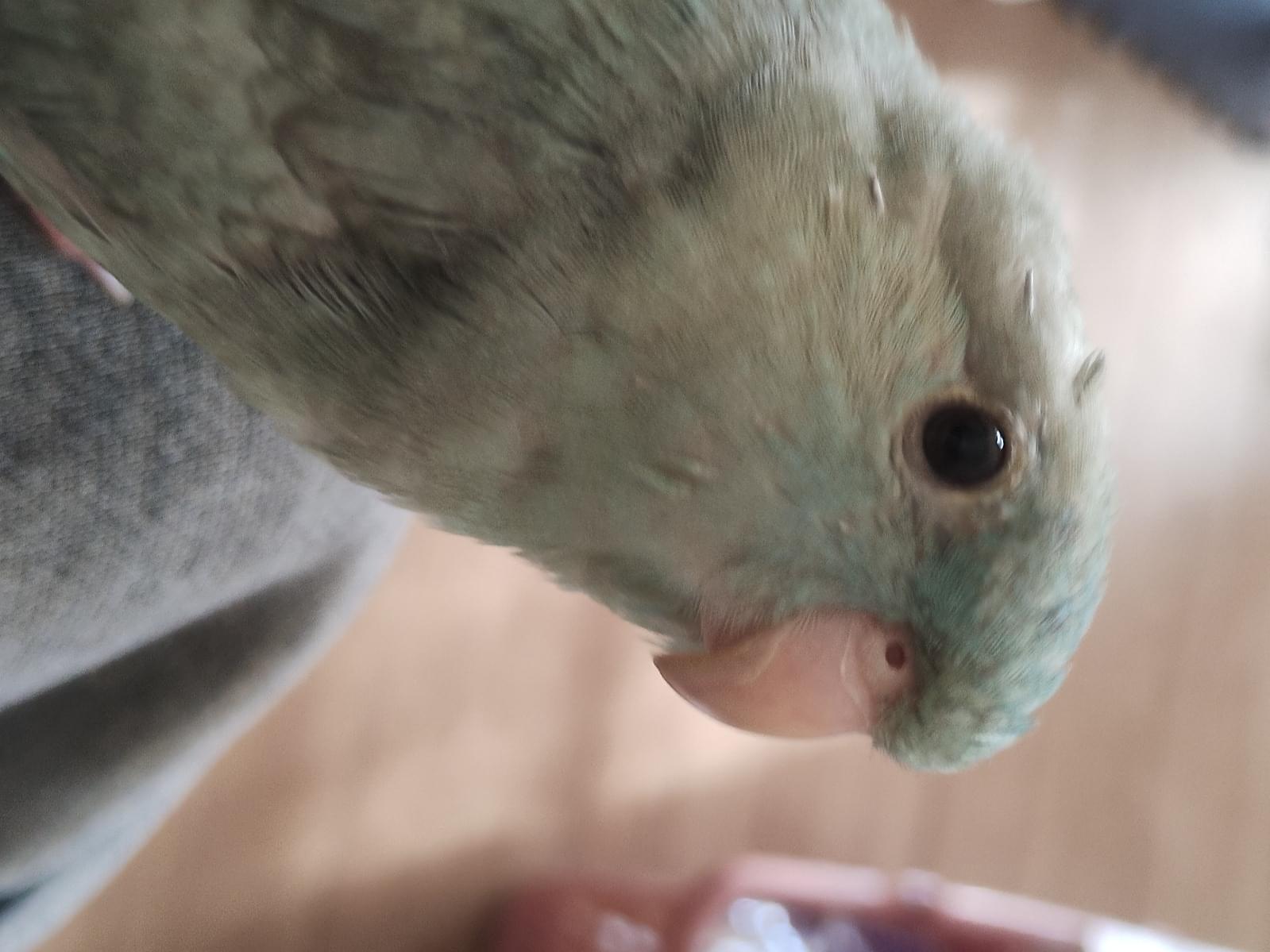 よもぎちゃん