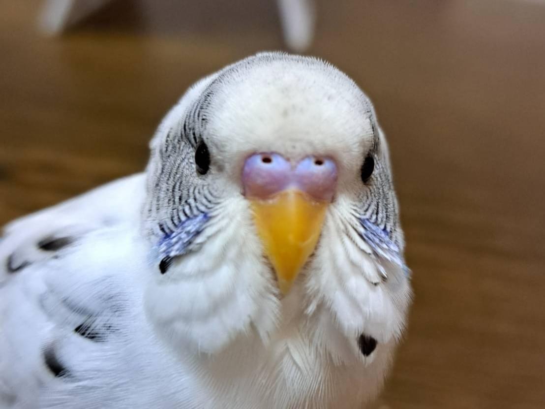 はーちゃん はーちゃん