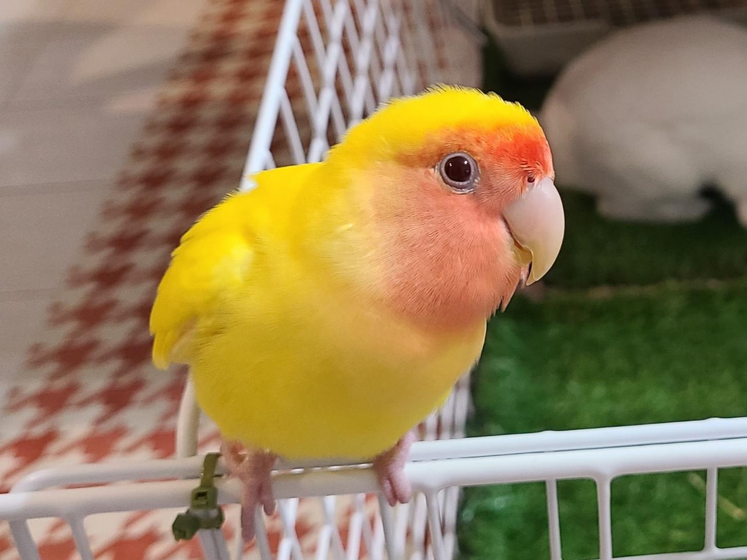 マンゴーちゃん マンゴーちゃん