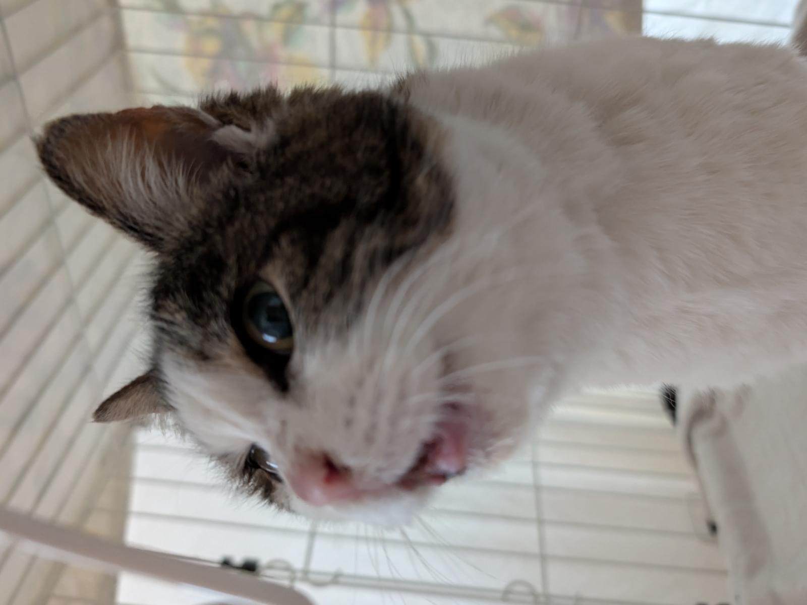 保護された猫 保護された猫
