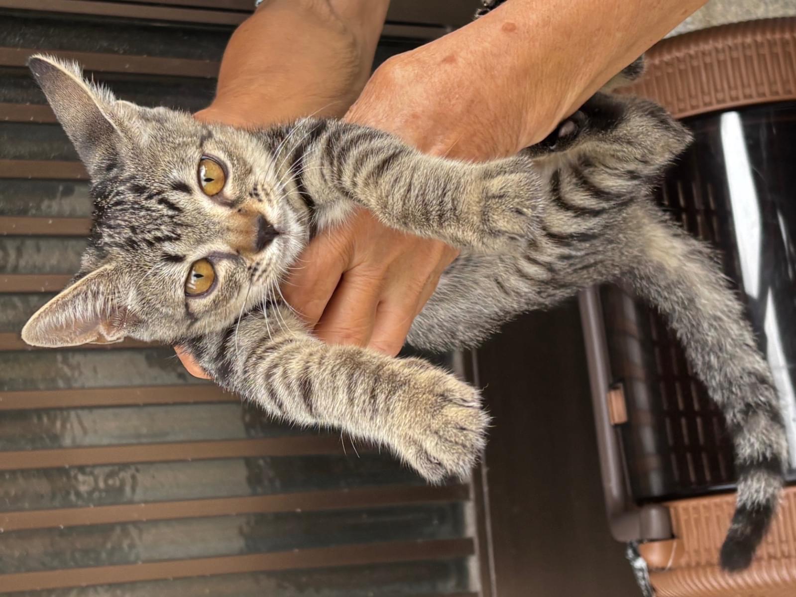 目撃された猫 目撃された猫