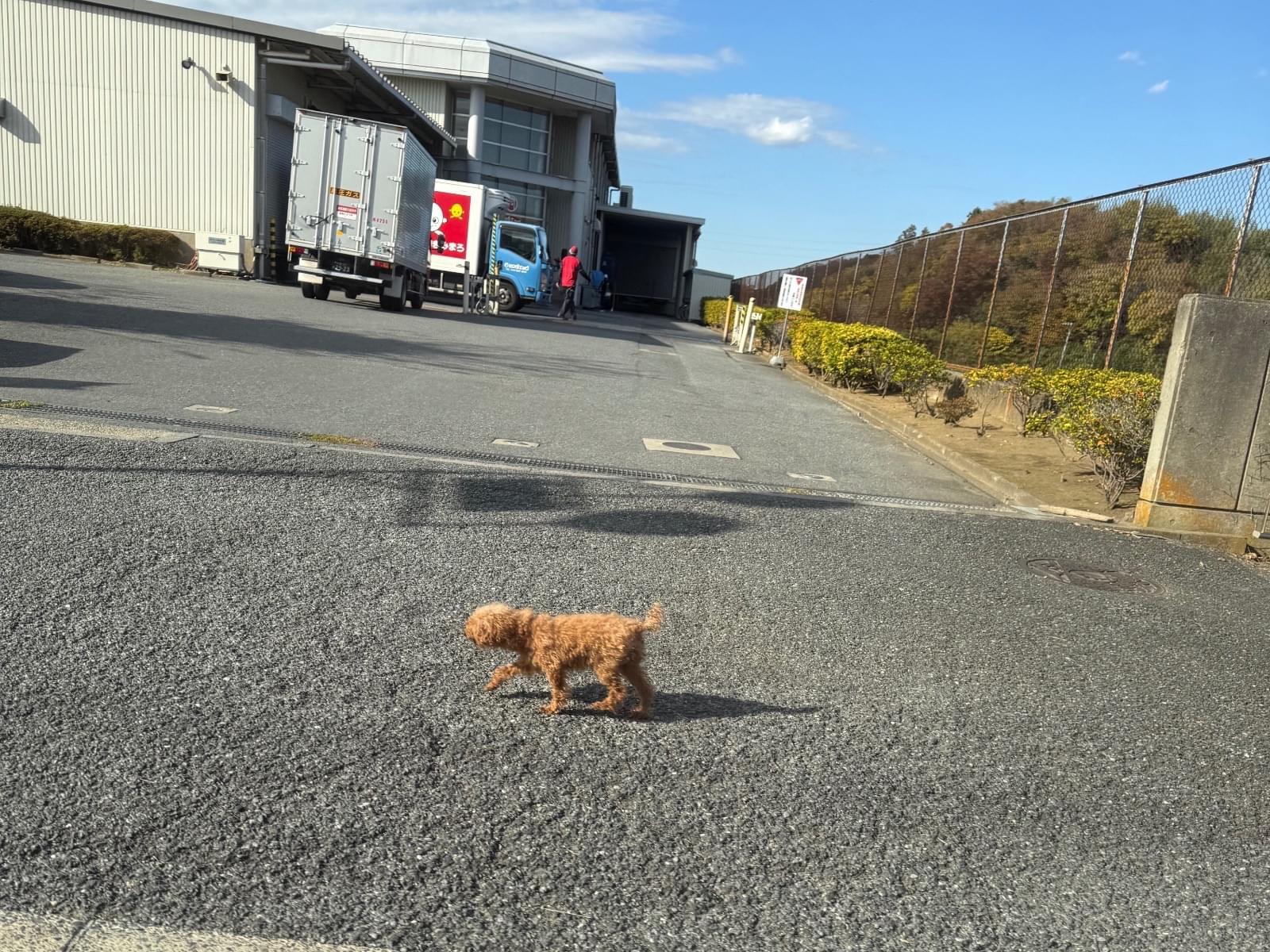 目撃された犬 目撃された犬