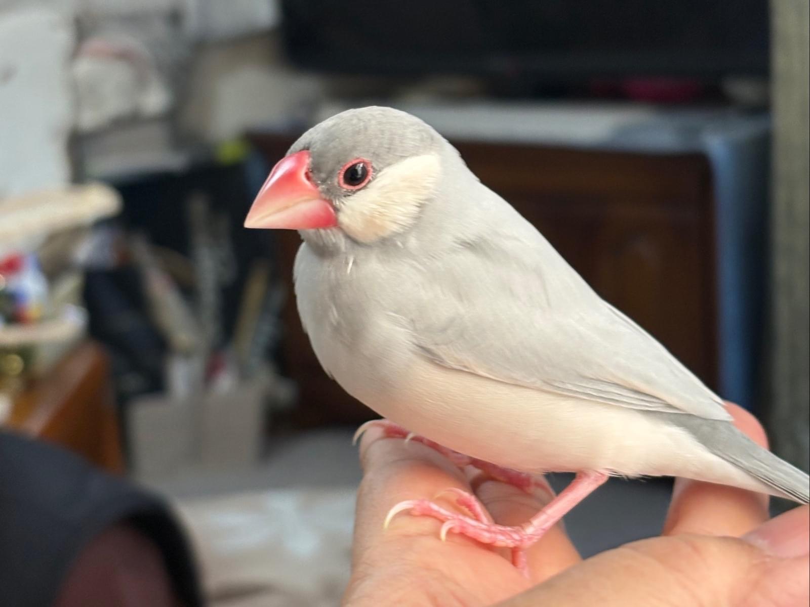 バージルちゃん