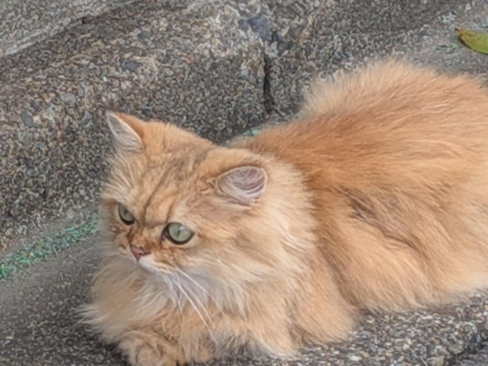 目撃された猫 目撃された猫