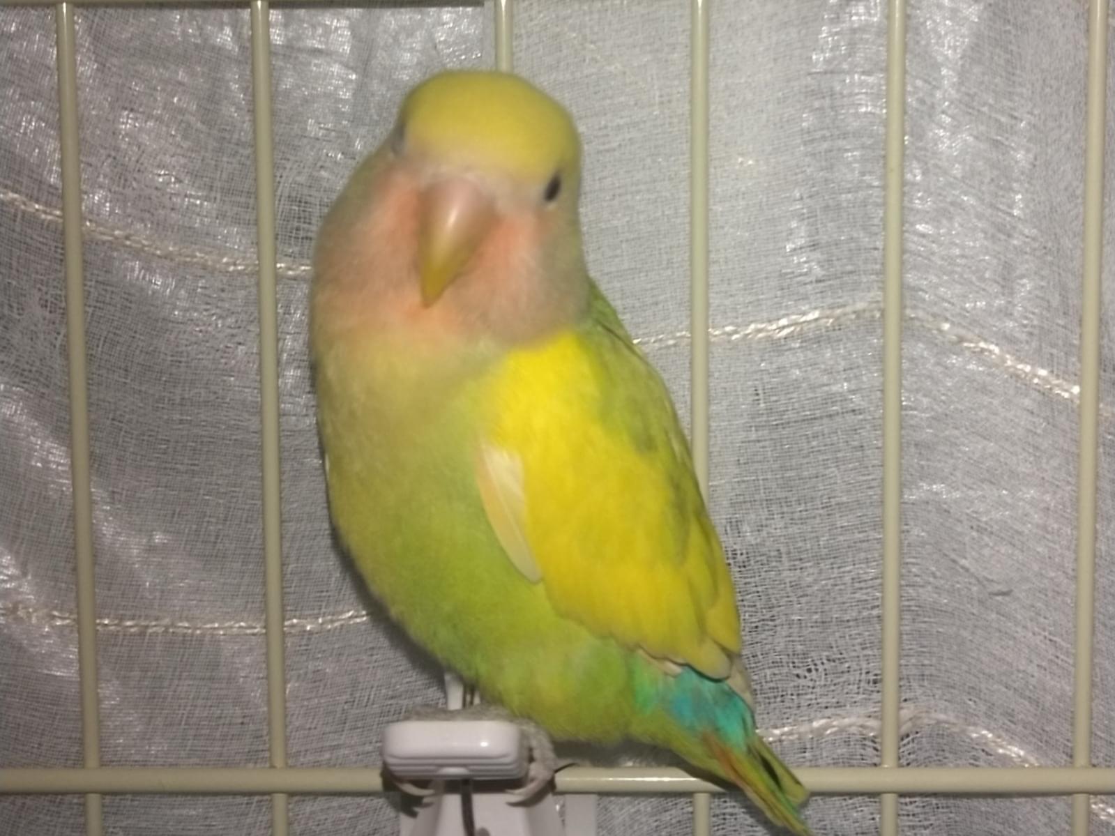 保護された鳥 保護された鳥