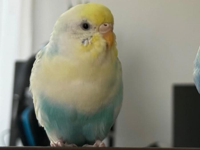 ソラちゃん ソラちゃん