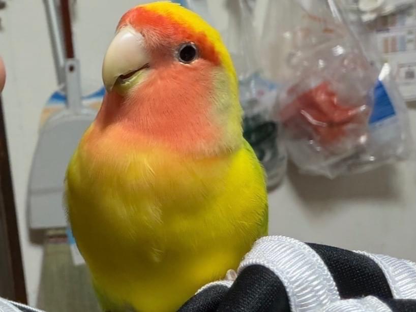 はるちゃん はるちゃん