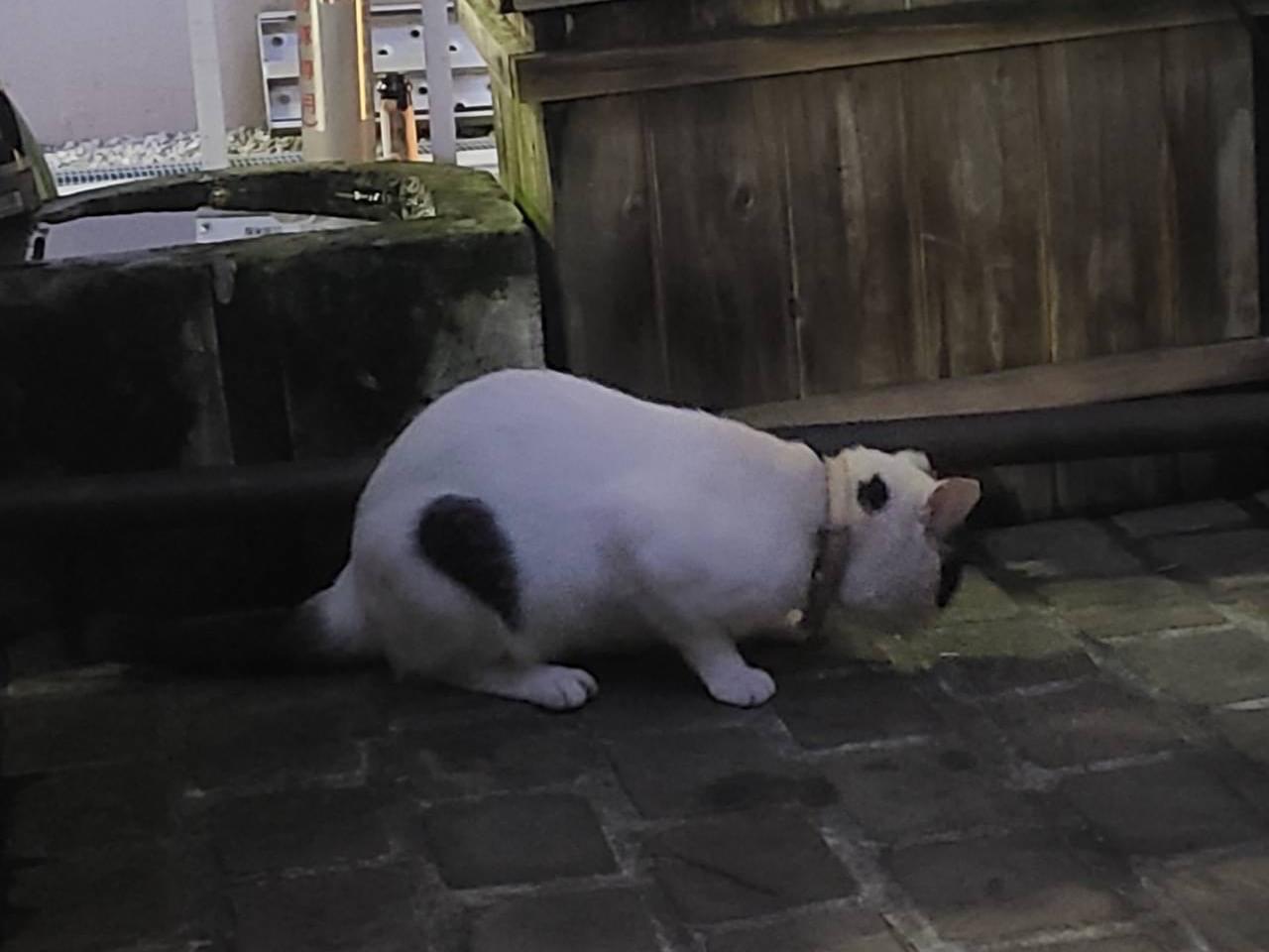 目撃された猫 目撃された猫