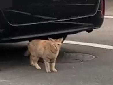 目撃された猫 目撃された猫