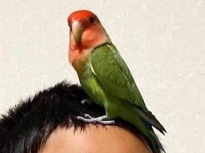 保護された鳥 保護された鳥