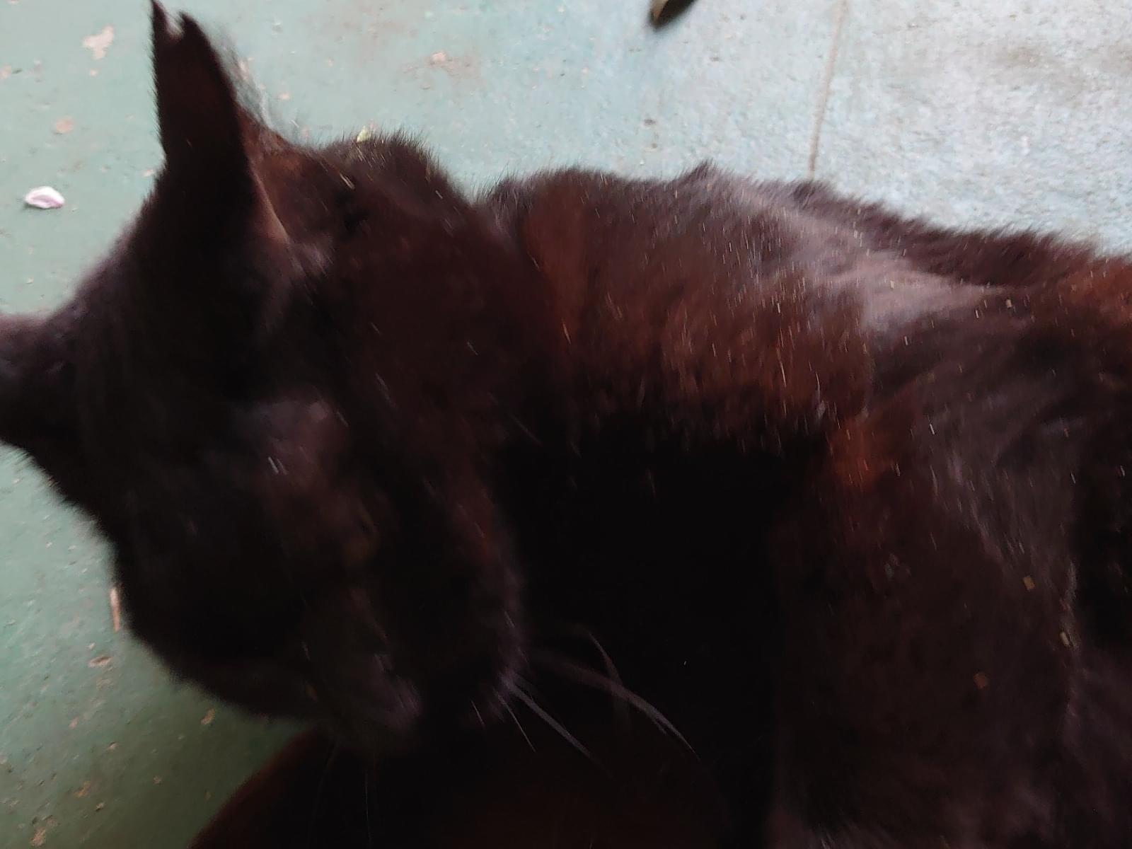 目撃された猫 目撃された猫