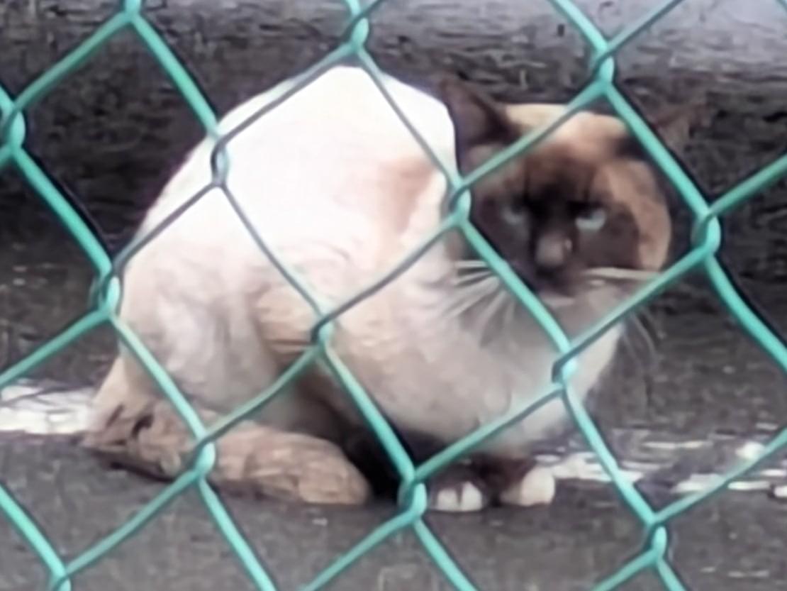 目撃された猫