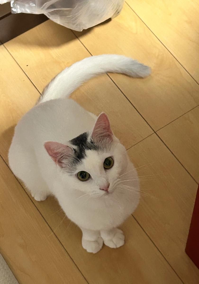 頭に黒縁のある白い猫探してます。