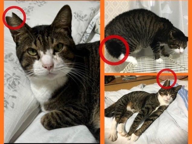 モスモスちゃん