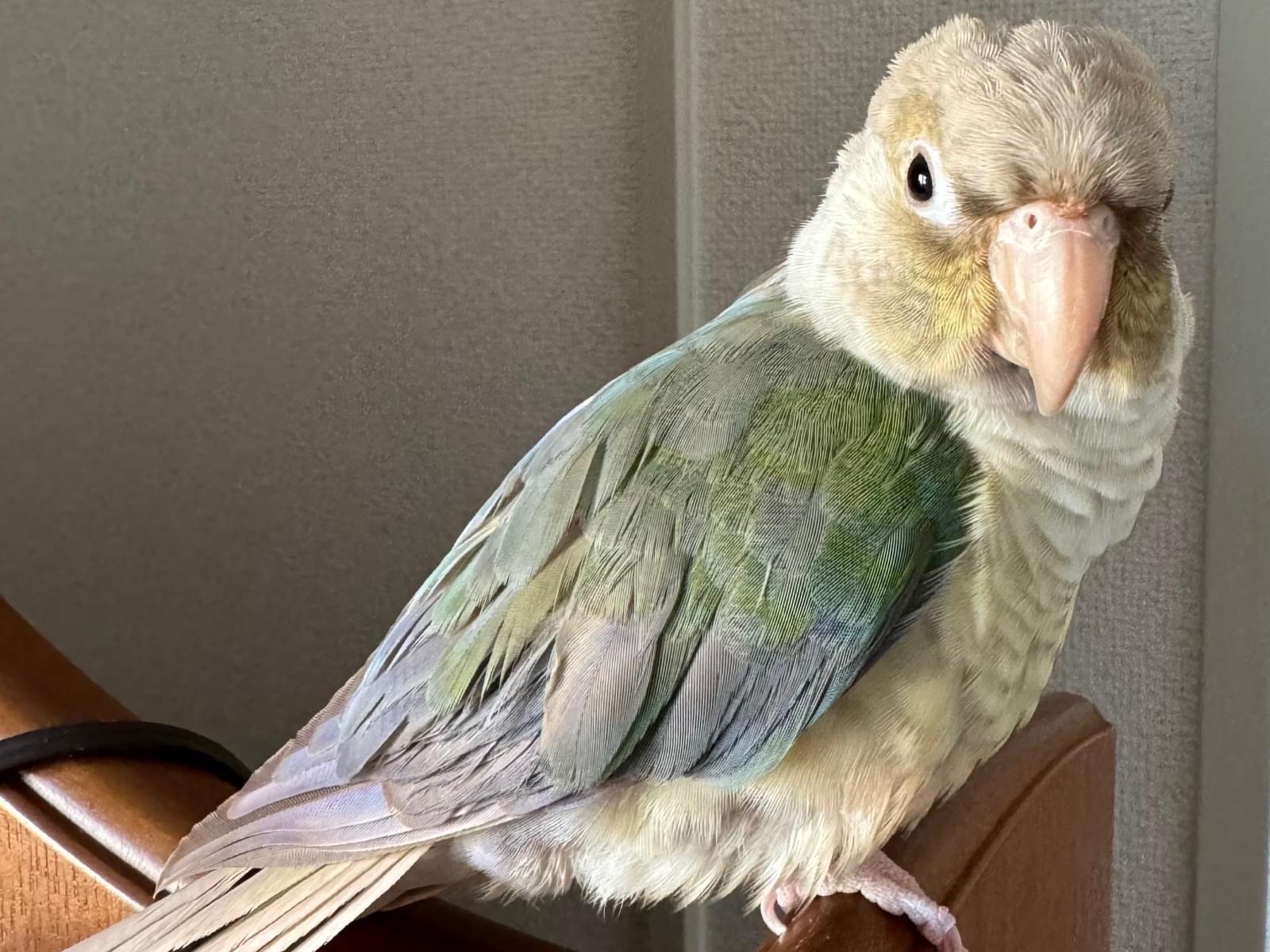 ムーンボウちゃん ムーンボウちゃん