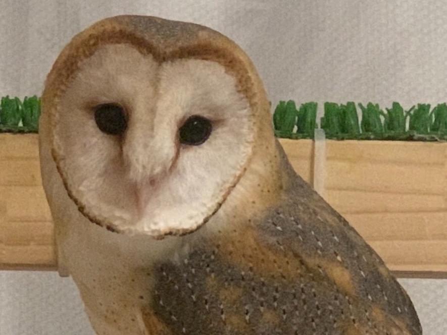 サニーちゃん サニーちゃん