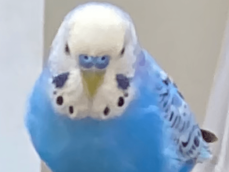 ぴーちゃん ぴーちゃん
