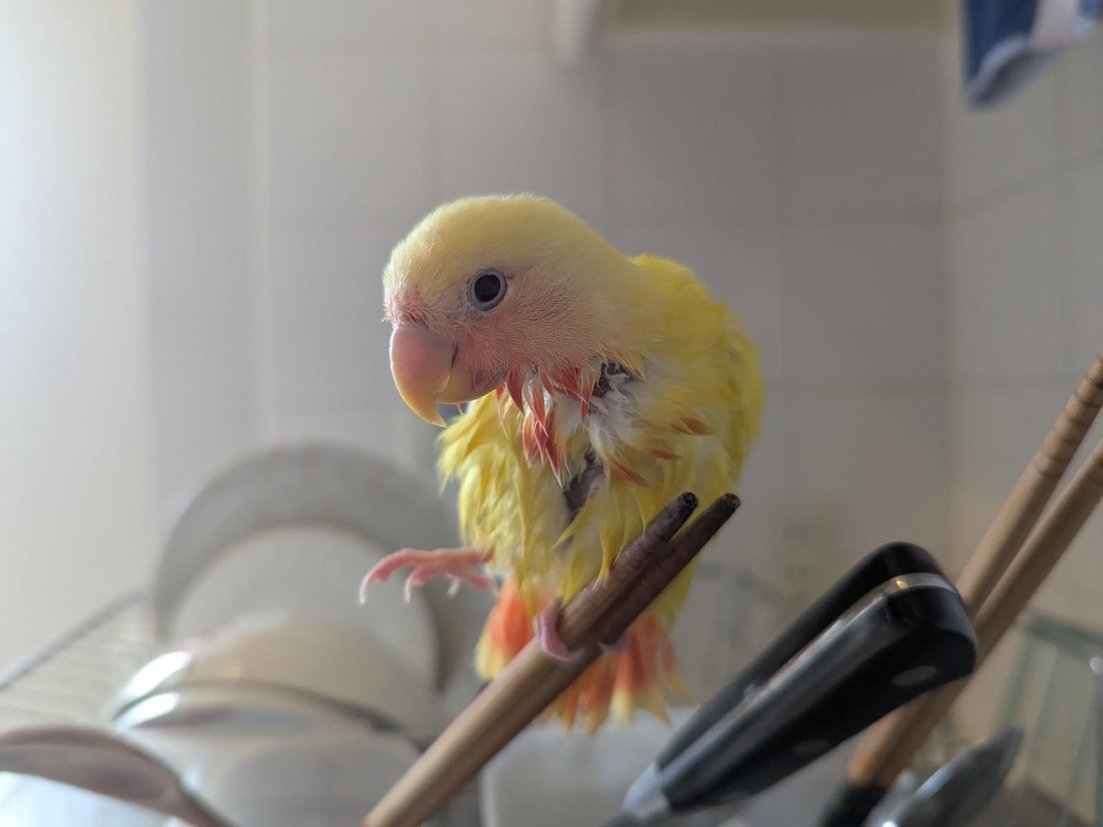 保護された鳥
