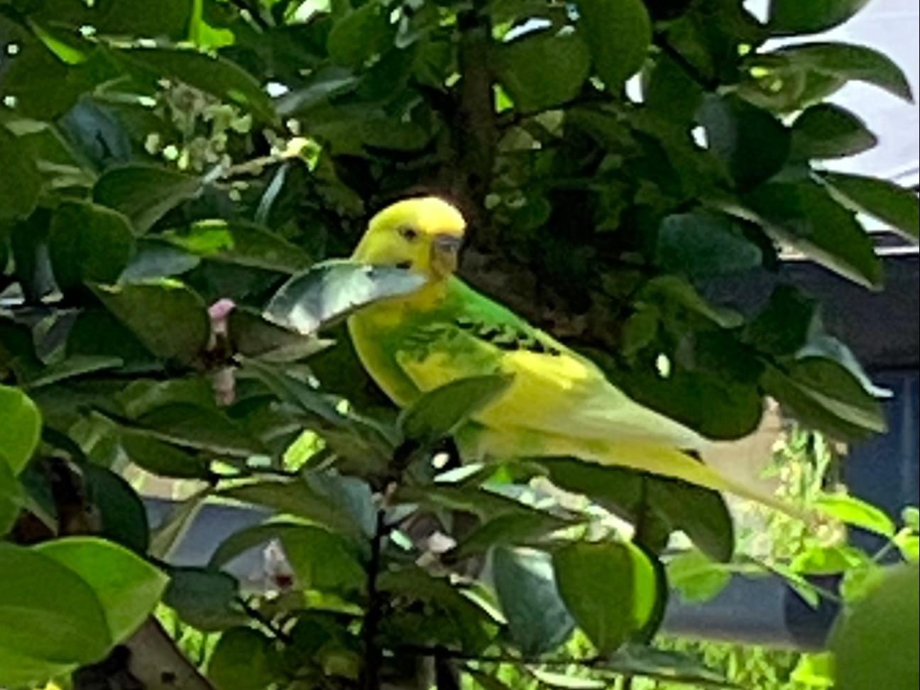 目撃された鳥 目撃された鳥