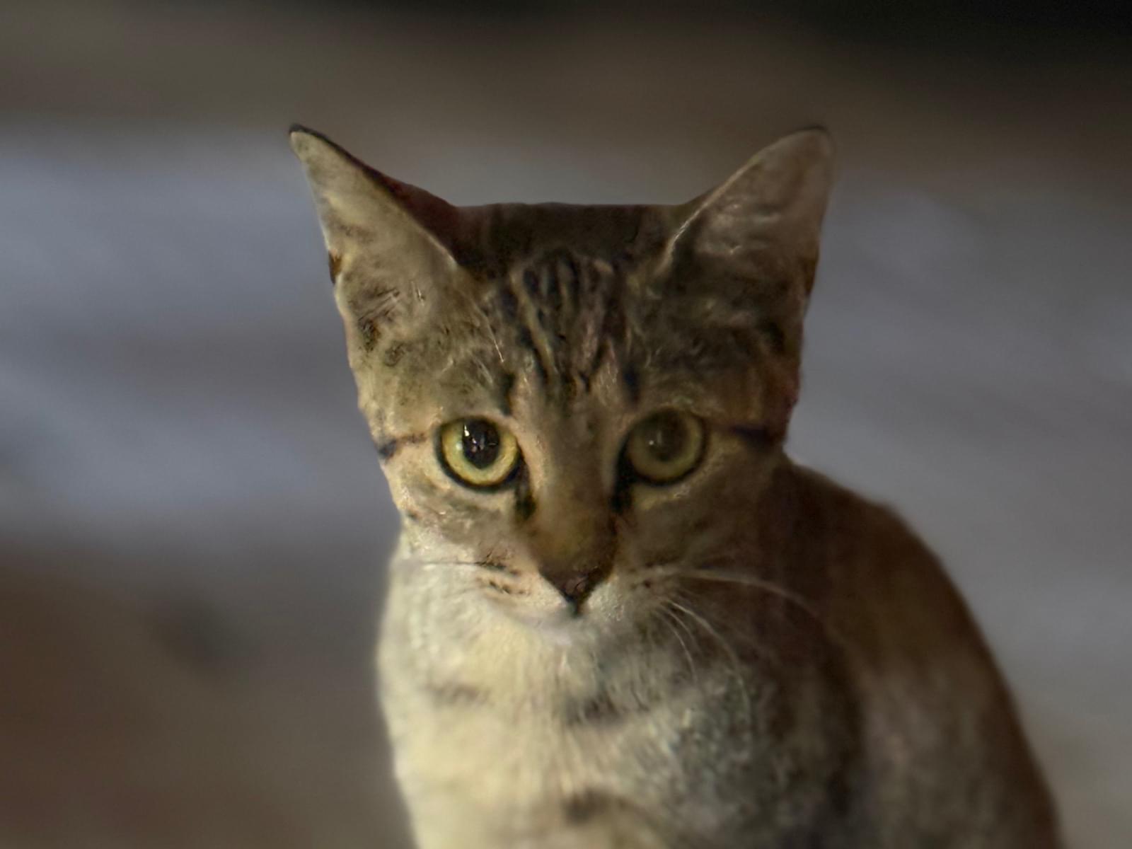 目撃された猫 目撃された猫