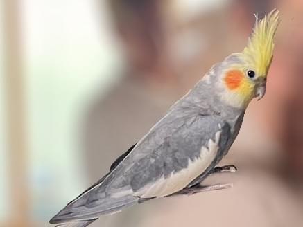 ガッちゃん ガッちゃん