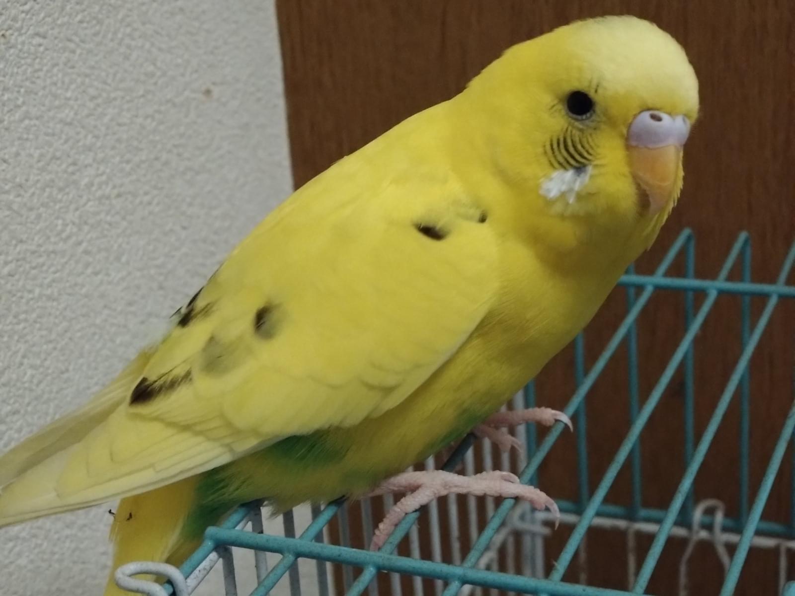 保護された鳥 保護された鳥