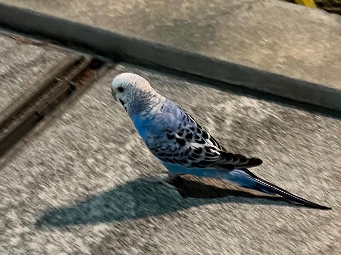 目撃された鳥 目撃された鳥