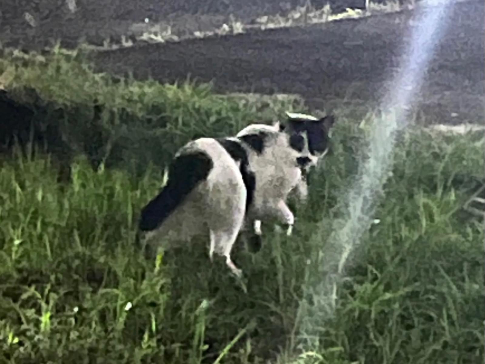 目撃された猫 目撃された猫