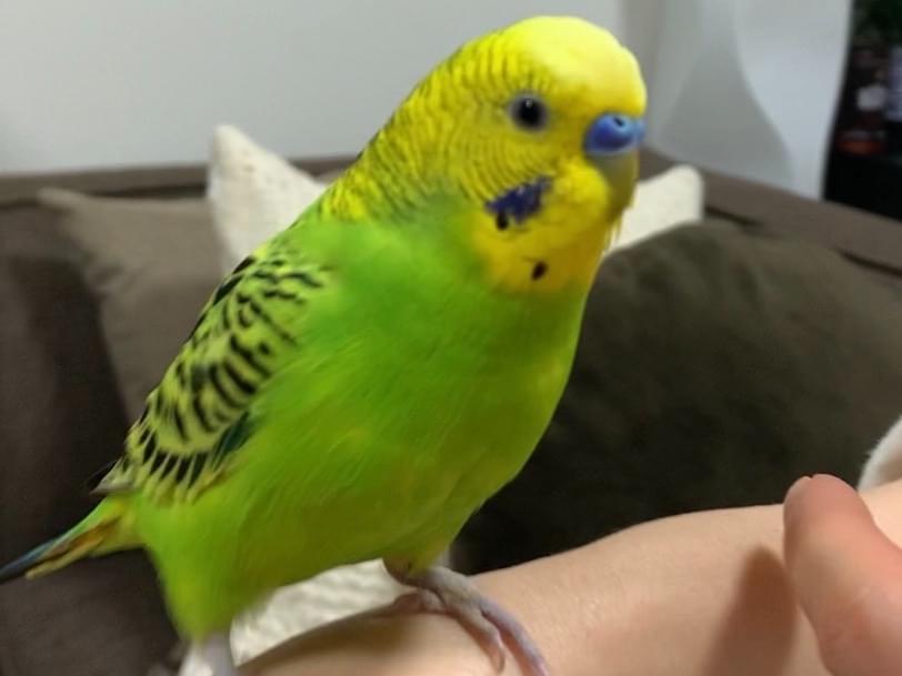 レオちゃん レオちゃん