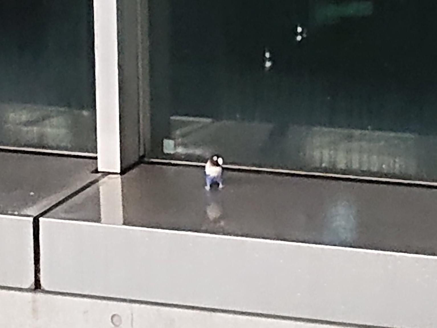 目撃された鳥 目撃された鳥