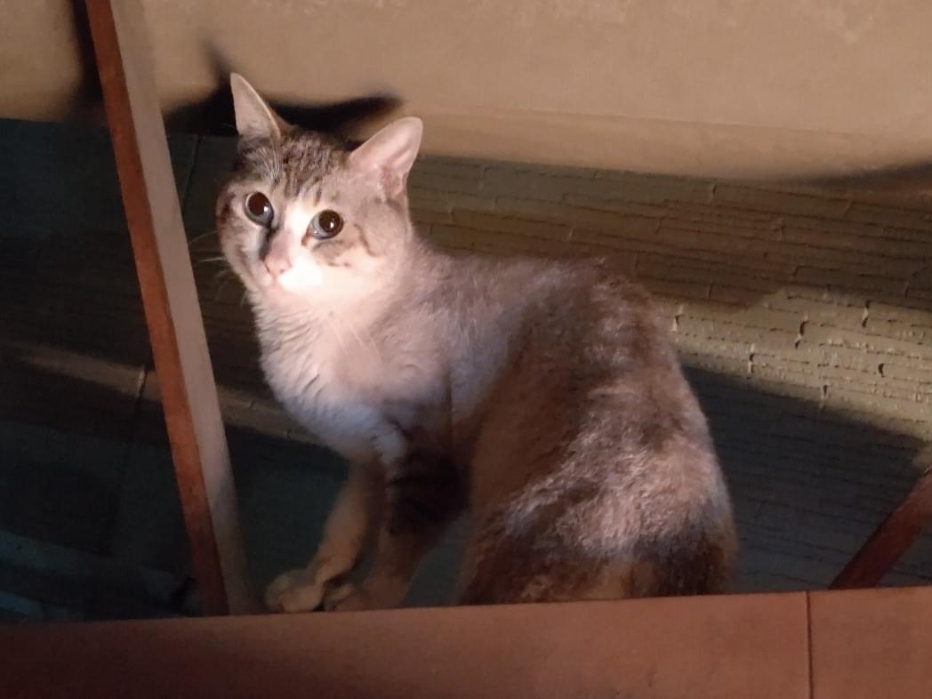 目撃された猫 目撃された猫