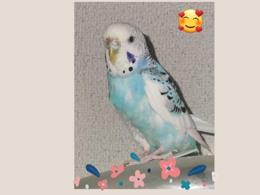 ハクちゃん ハクちゃん