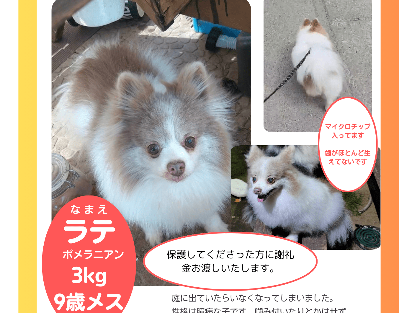 ラテちゃん ラテちゃん