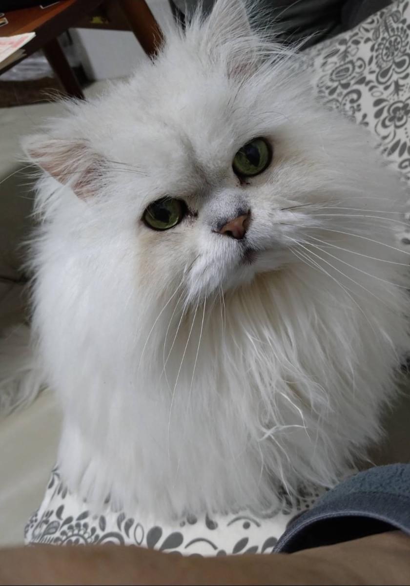 ペルシャ(シルバーカラーの老猫オス)探しています