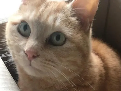 茶トラ(クリーム色)の猫を探しています