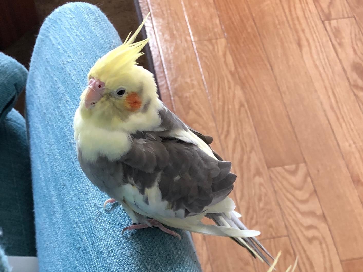 ナッツちゃん