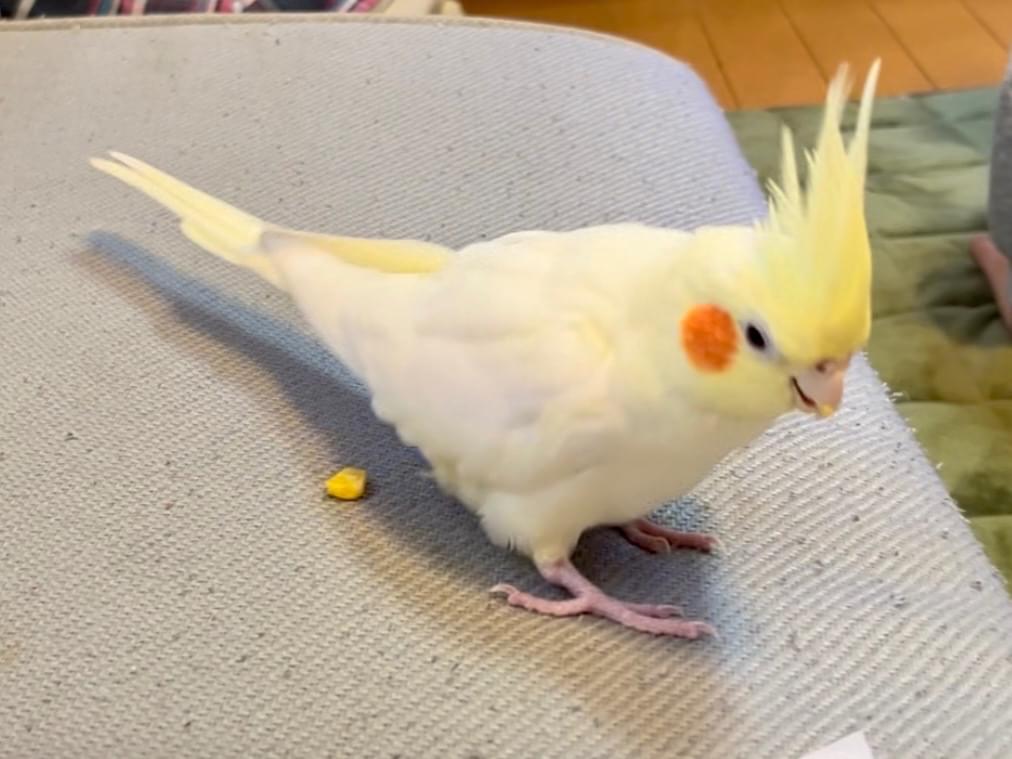 コハクちゃん コハクちゃん