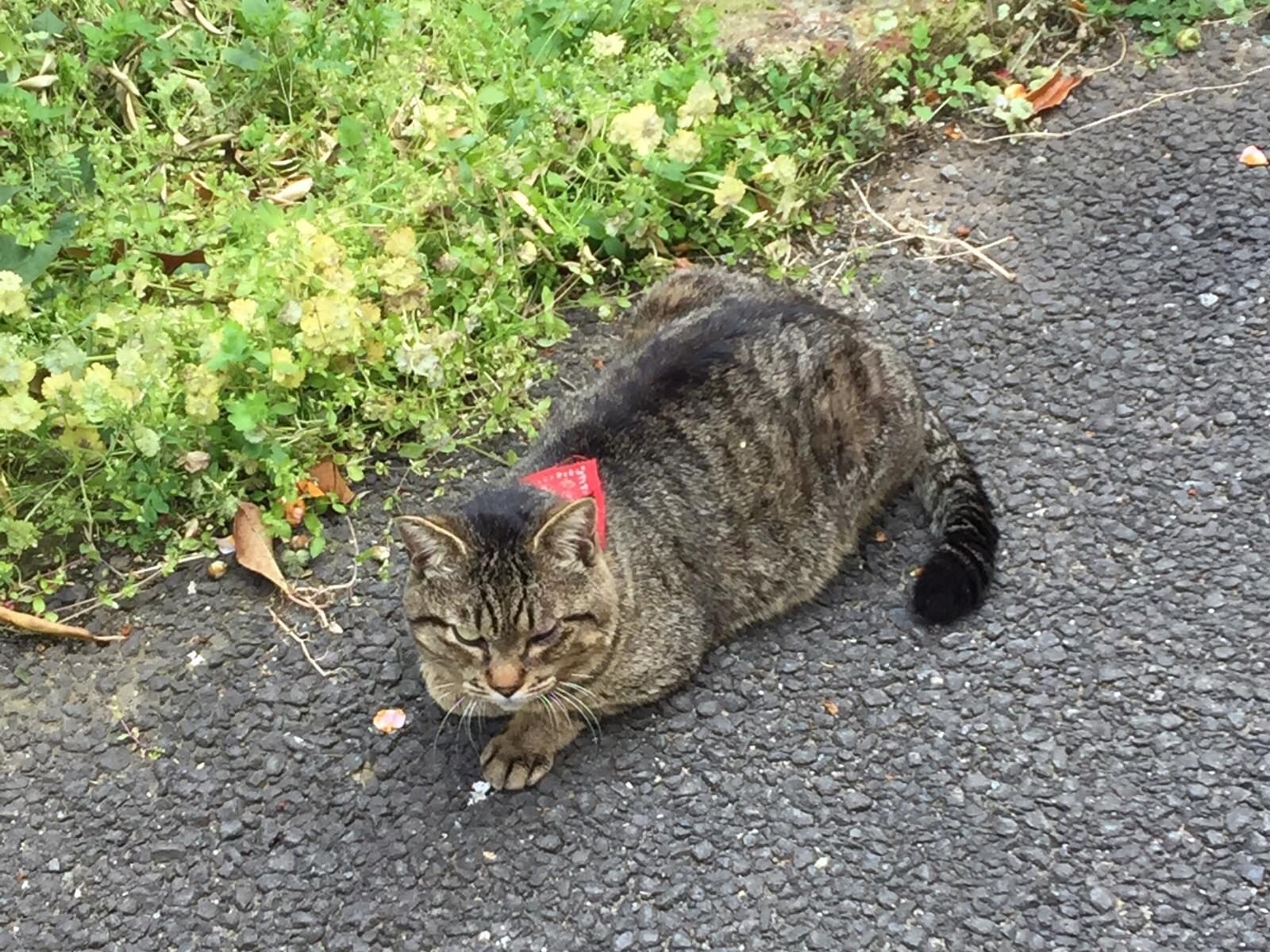 目撃された猫 目撃された猫