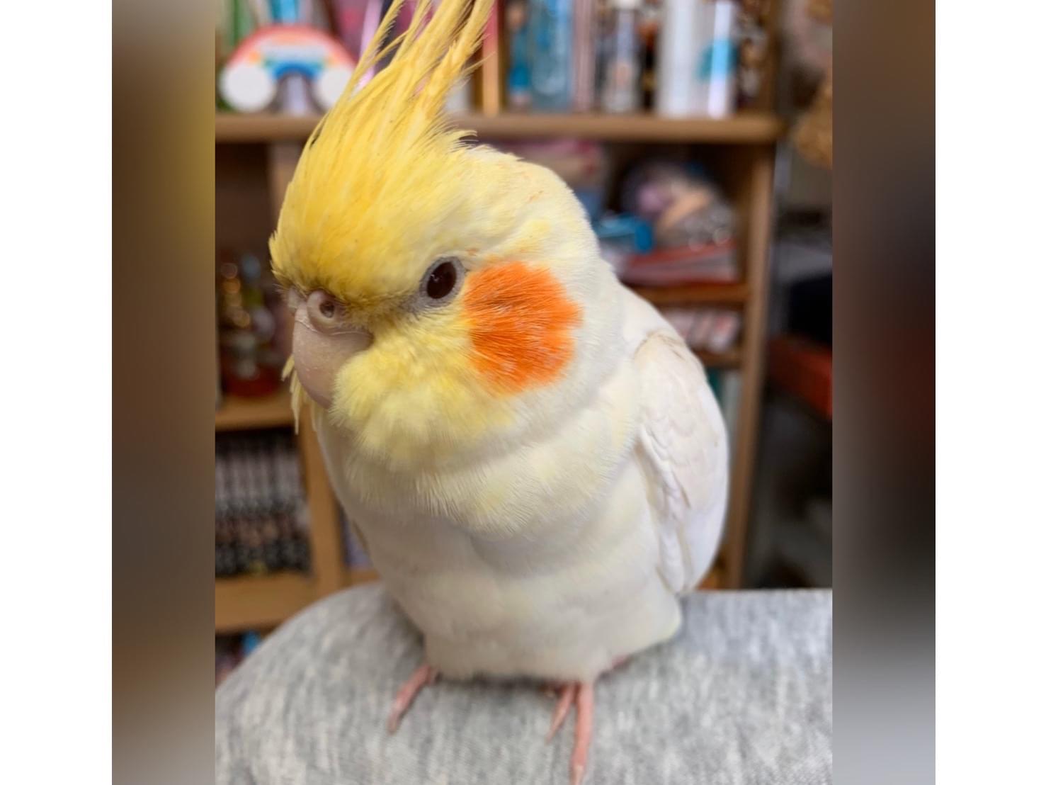 ぴぴちゃん ぴぴちゃん